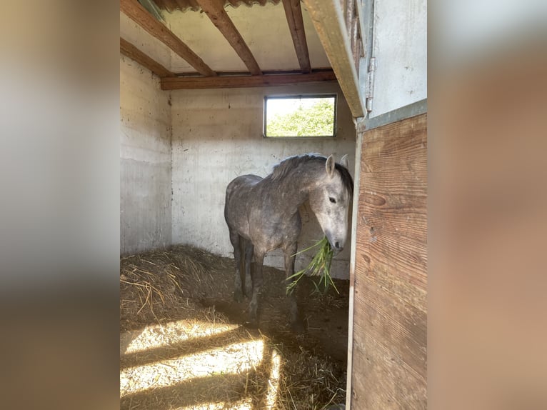 Arabian horses Gelding 5 years 15.1 hh Grey in caronia