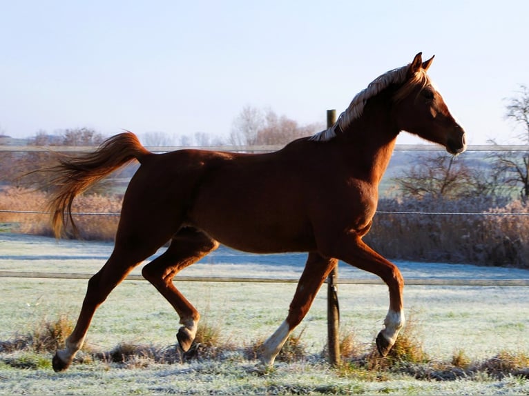 Arabian horses Gelding 5 years 15.2 hh Chestnut-Red in Kehl