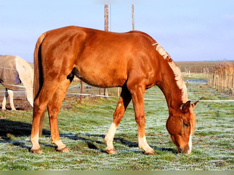 Arabian horses Gelding 5 years 15.2 hh Chestnut-Red in Kehl