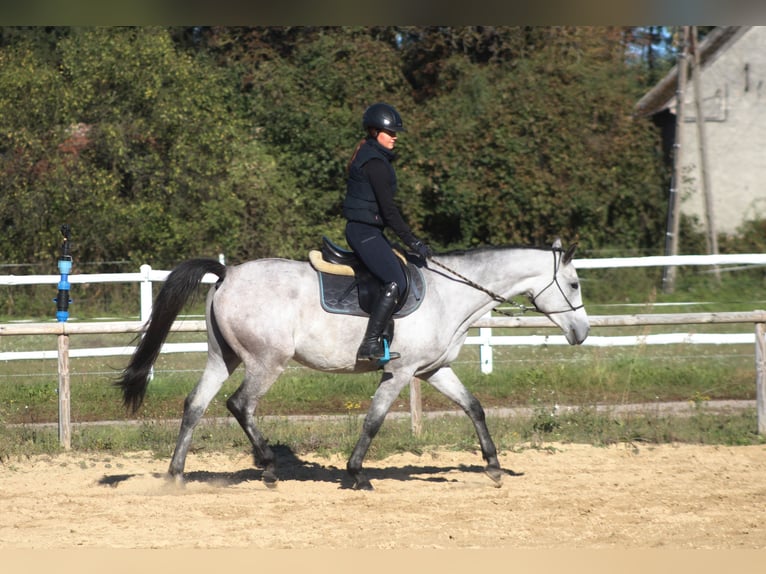 Arabian horses Gelding 5 years 15,2 hh Gray in Santok