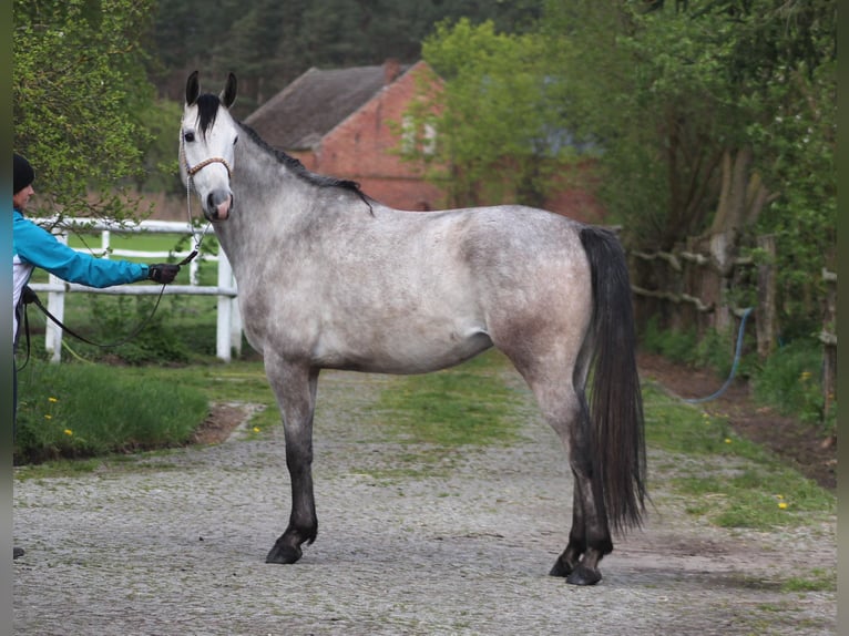 Arabian horses Gelding 5 years 15,2 hh Gray in Santok