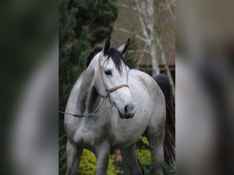 Arabian horses Gelding 5 years 15,2 hh Gray in Santok