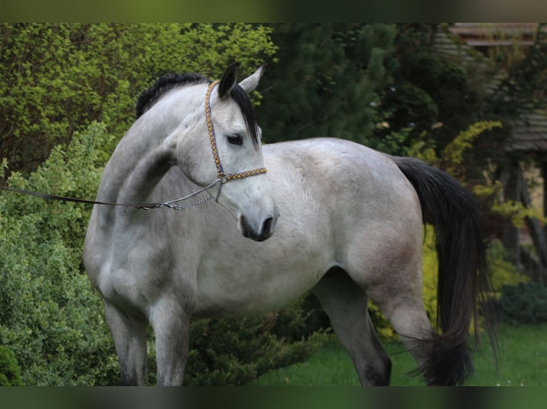 Arabian horses Gelding 5 years 15,2 hh Gray in Santok