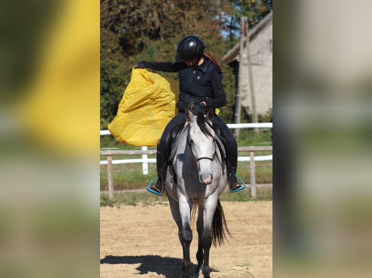 Arabian horses Gelding 5 years 15,2 hh Gray in Santok