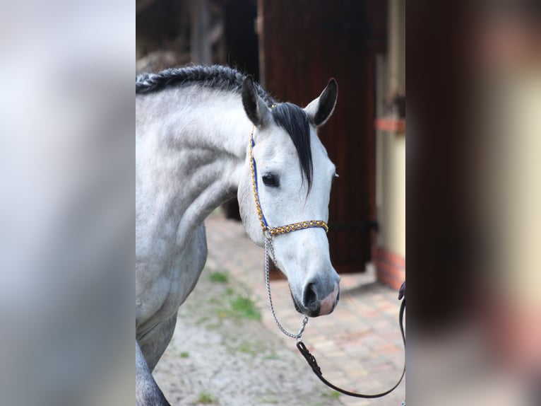 Arabian horses Gelding 5 years 15,2 hh Gray in Santok