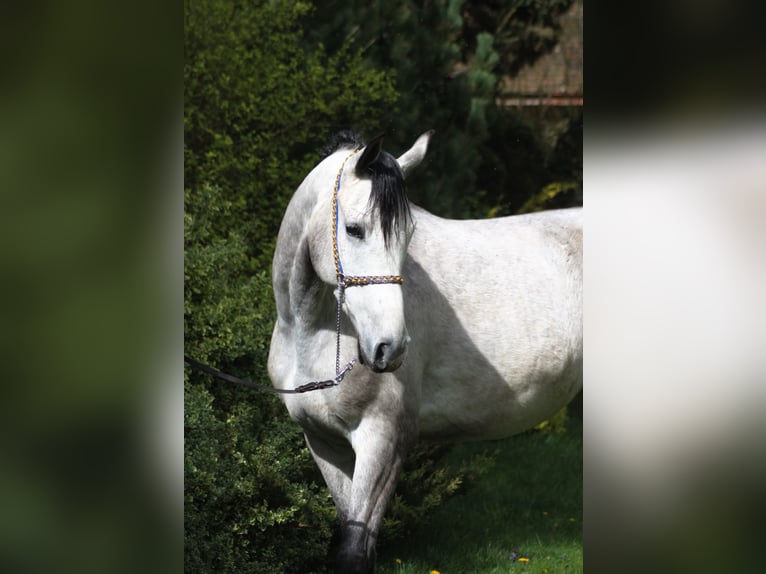 Arabian horses Gelding 5 years 15,2 hh Gray in Santok