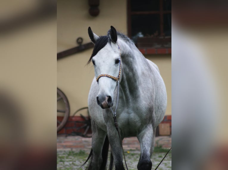 Arabian horses Gelding 5 years 15,2 hh Gray in Santok