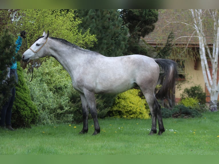 Arabian horses Gelding 5 years 15,2 hh Gray in santok