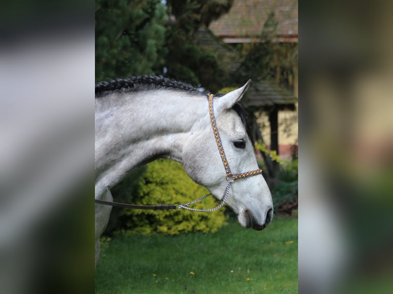 Arabian horses Gelding 5 years 15,2 hh Gray in santok