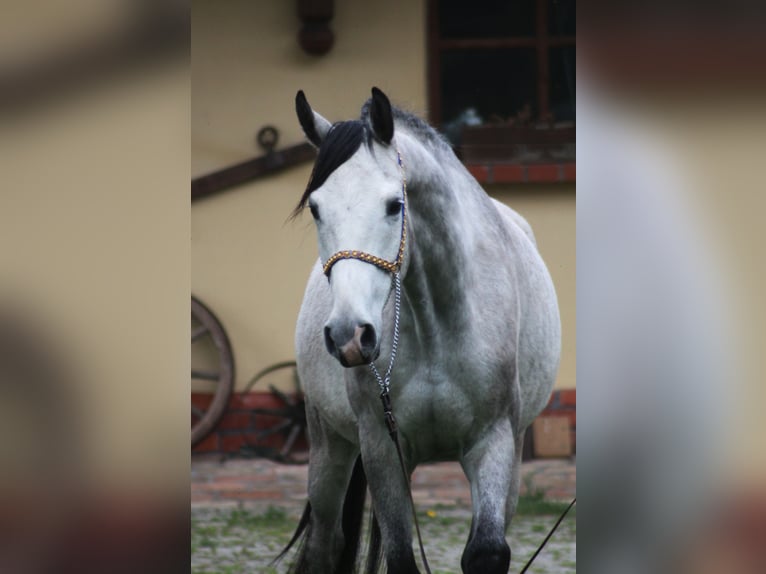 Arabian horses Gelding 5 years 15,2 hh Gray in santok