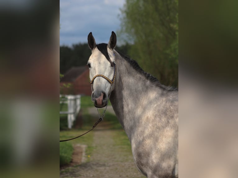 Arabian horses Gelding 5 years 15,2 hh Gray in santok