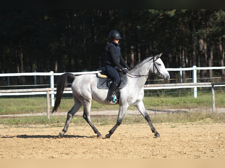 Arabian horses Gelding 5 years 15,2 hh Gray in santok