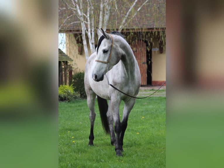 Arabian horses Gelding 5 years 15,2 hh Gray in santok