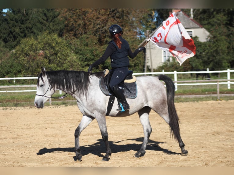 Arabian horses Gelding 5 years 15,2 hh Gray in santok