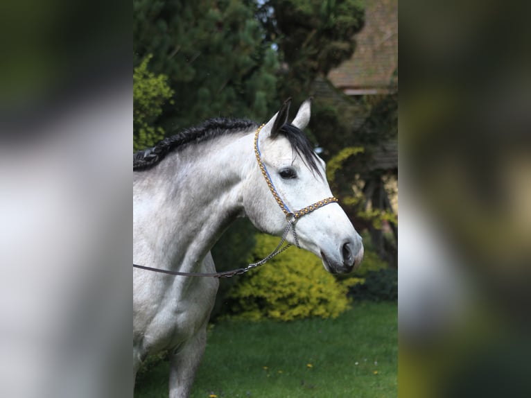 Arabian horses Gelding 5 years 15,2 hh Gray in santok