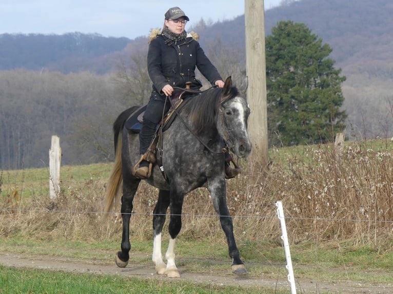 Arabian horses Gelding 5 years 15.2 hh Grey in Herzberg am Harz