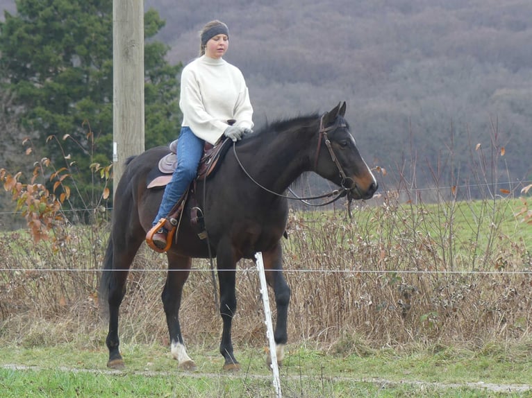Arabian horses Gelding 5 years 15 hh Bay-Dark in Herzberg am Harz