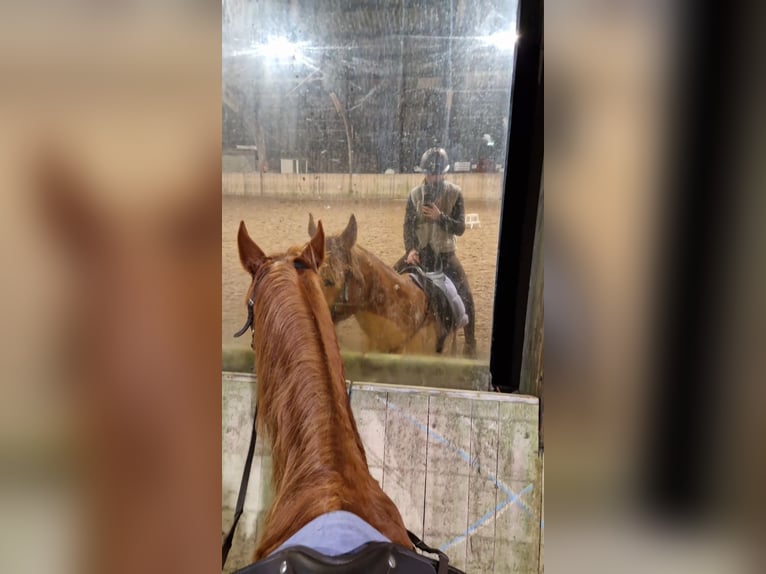 Arabian horses Gelding 5 years 15 hh Chestnut-Red in Kaatsheuvel