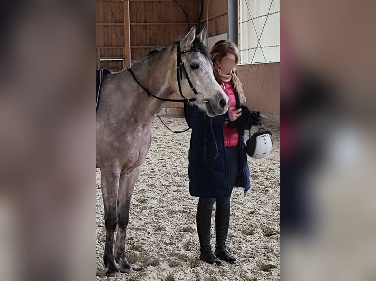 Arabian horses Gelding 5 years 15 hh Grey in Emmelshausen