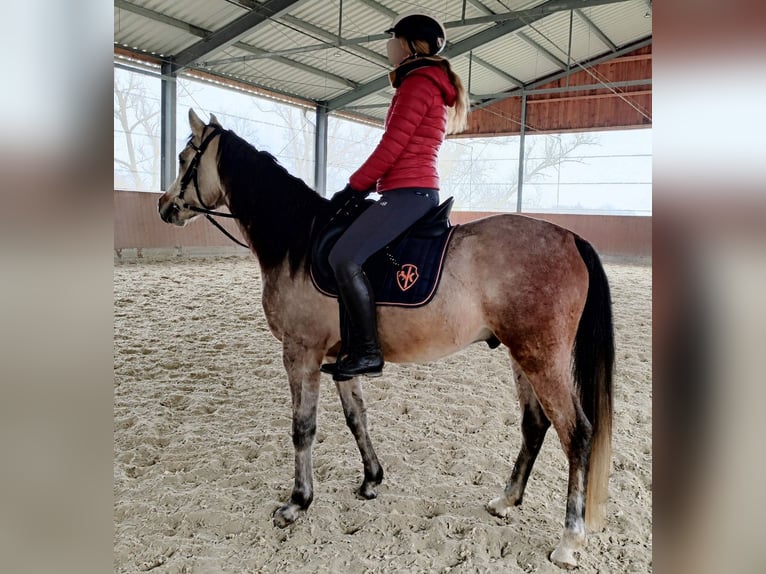 Arabian horses Gelding 5 years 15 hh Grey in Emmelshausen