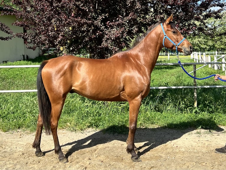 Arabian horses Gelding 5 years 15,1 hh Brown in Piacenza