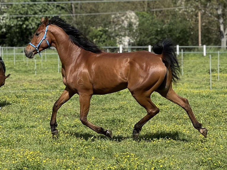 Arabian horses Gelding 5 years 15,1 hh Brown in Piacenza