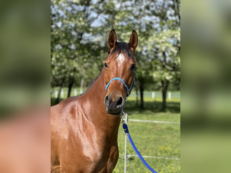Arabian horses Gelding 5 years 15,1 hh Brown in Piacenza