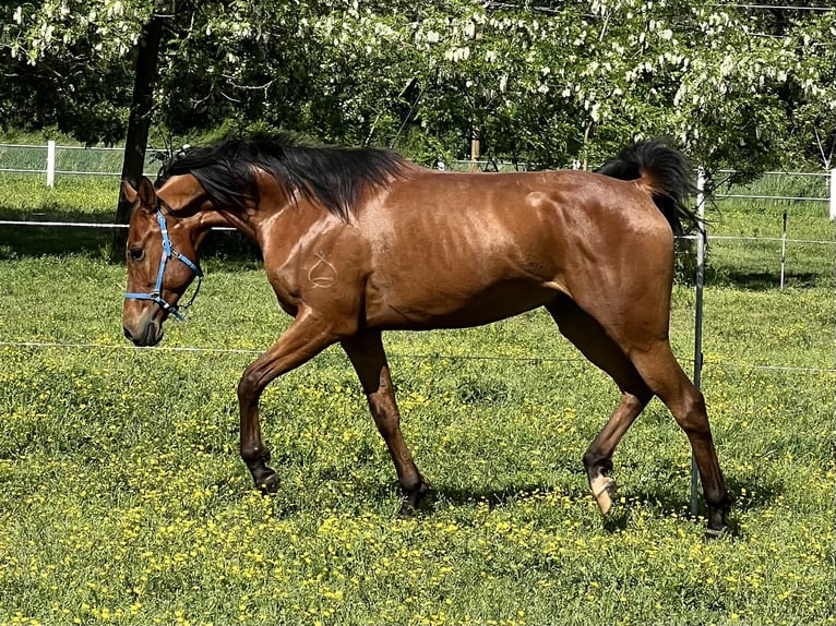 Arabian horses Gelding 5 years 15,1 hh Brown in Piacenza