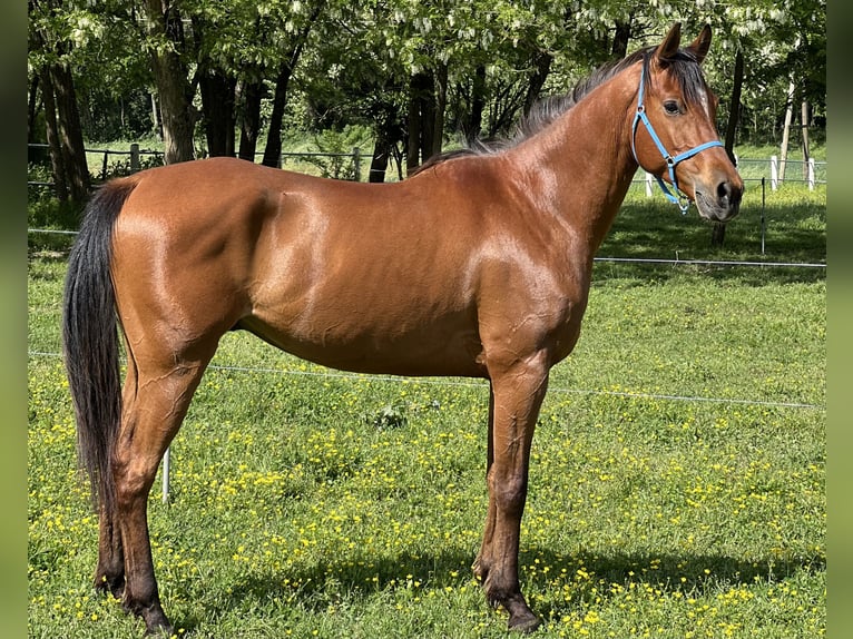 Arabian horses Gelding 5 years 15,1 hh Brown in Piacenza