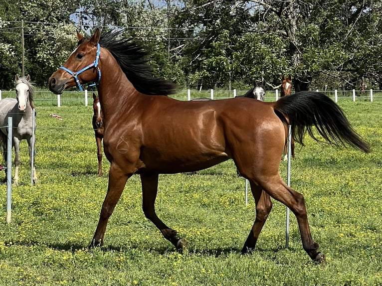 Arabian horses Gelding 5 years 15,1 hh Brown in Piacenza