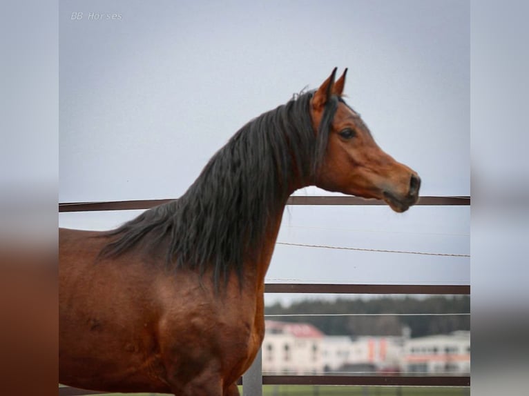 Arabian horses Gelding 5 years 15,1 hh Brown in Pastetten