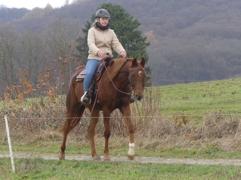 Arabian horses Gelding 5 years 15,1 hh Chestnut-Red in Herzberg am Harz