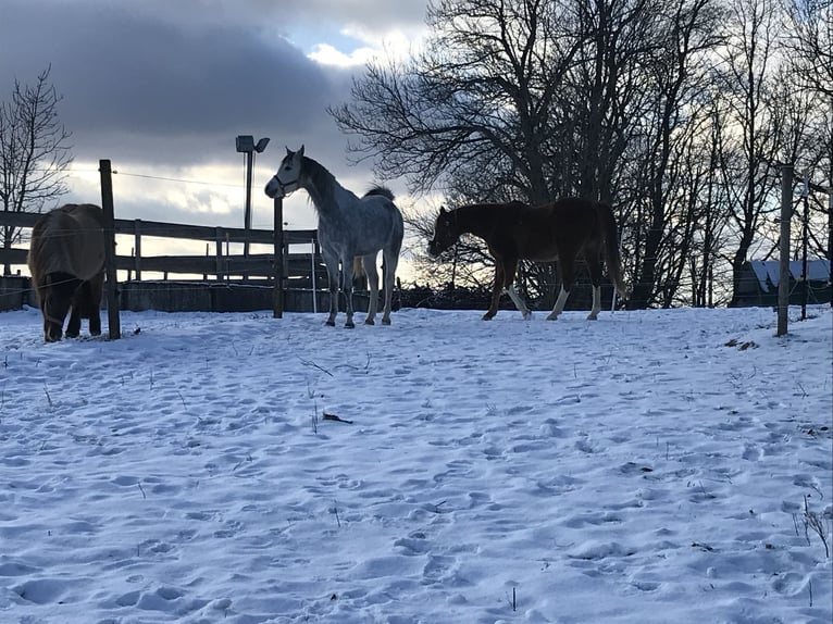 Arabian horses Gelding 5 years 15,1 hh Gray in R&#xF6;hrnbach