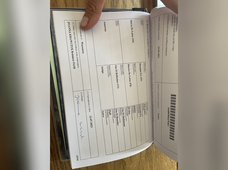 Arabian horses Gelding 5 years 15,1 hh Grey in Hilden