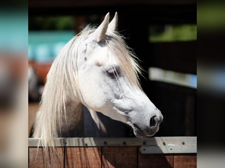 Arabian horses Gelding 5 years 15,1 hh Grey in Hilden