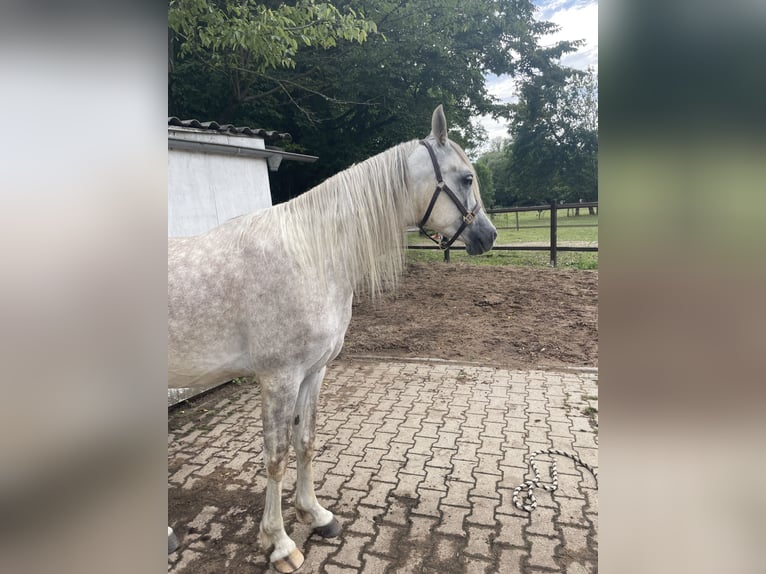 Arabian horses Gelding 5 years 15,1 hh Grey in Hilden
