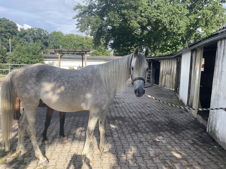 Arabian horses Gelding 5 years 15,1 hh Grey in Hilden