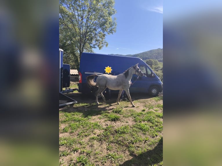 Arabian horses Gelding 5 years 15,1 hh  in Aubenas