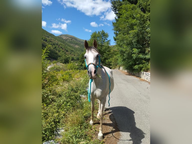 Arabian horses Gelding 5 years 15,1 hh  in Aubenas