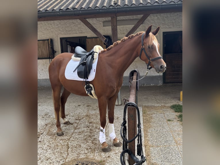 Arabian horses Gelding 5 years 15,2 hh Chestnut-Red in Kreuz