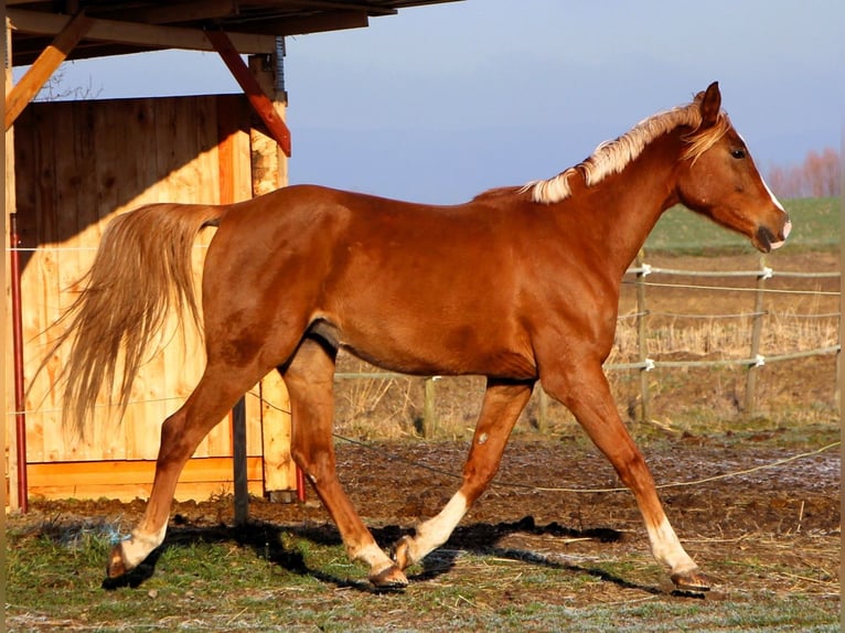 Arabian horses Gelding 5 years 15,2 hh Chestnut-Red in Kehl