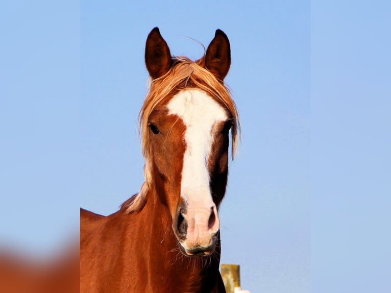 Arabian horses Gelding 5 years 15,2 hh Chestnut-Red in Kehl
