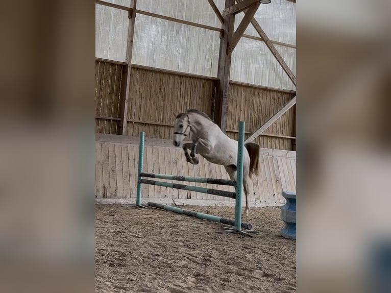 Arabian horses Gelding 5 years 15,2 hh Grey-Fleabitten in Vannes