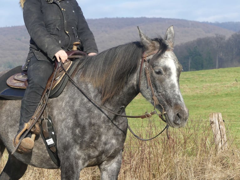 Arabian horses Gelding 5 years 15,2 hh Grey in Herzberg am Harz