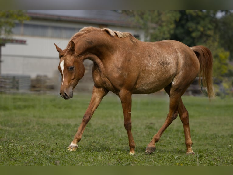 Arabian horses Gelding 5 years 15,2 hh Rabicano in Aletshausen
