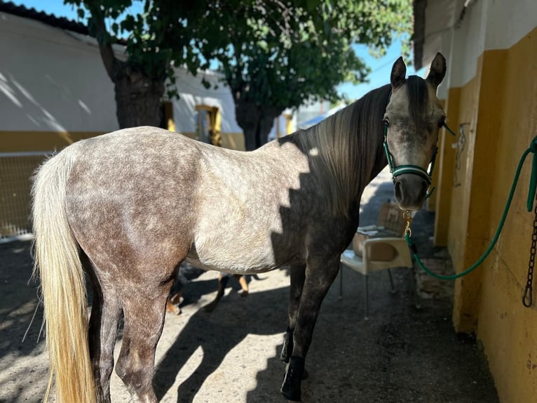 Arabian horses Gelding 5 years Gray in Griñon