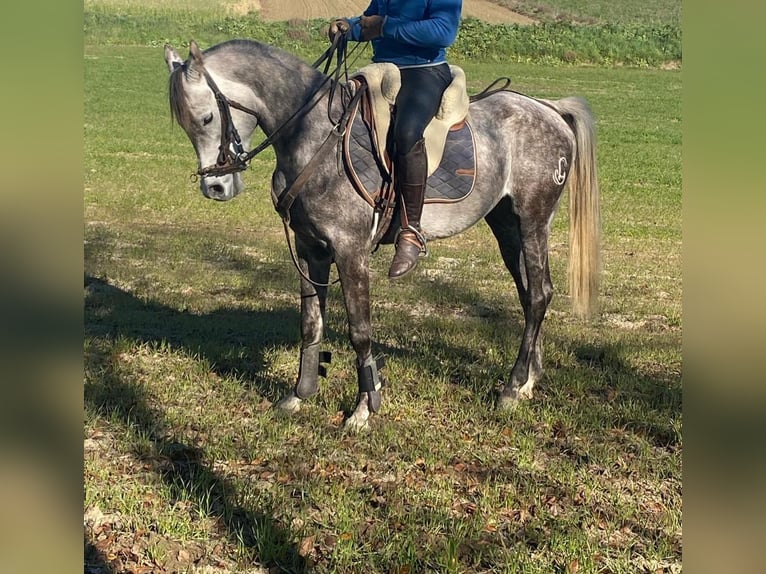 Arabian horses Gelding 5 years Gray in Griñon