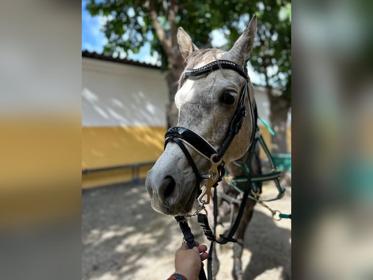 Arabian horses Gelding 5 years Gray in Griñon