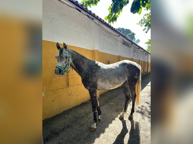 Arabian horses Gelding 5 years Gray in Griñon