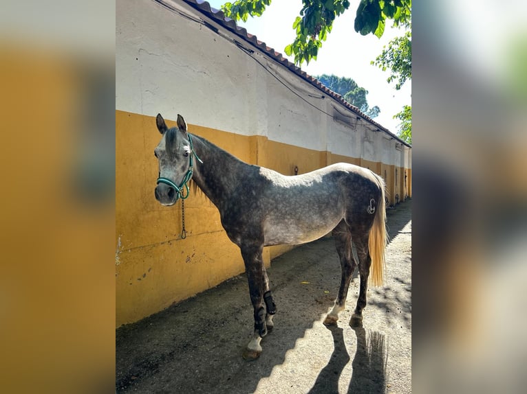 Arabian horses Gelding 5 years Gray in Griñon